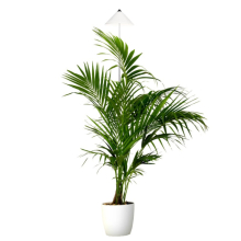  - SUNLiTE XL 25W bílá, LED osvětlení pro pokojové rostliny