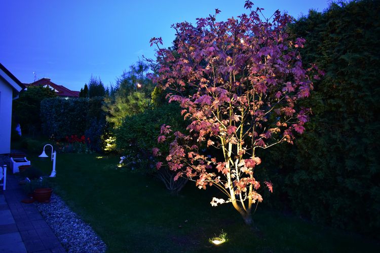 Osvětlený javor, zemní reflektor Rubum 
