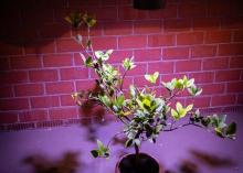Přezimujte rostliny s pomocí speciálních LED žárovek