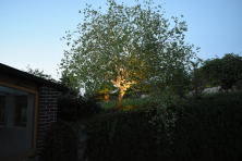 Dekorativní nasvícení listnatého stromu 