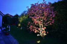 Osvětlený javor, zemní reflektor Rubum 